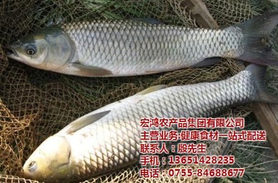 粮油飘香 从一粒谷到百味生活